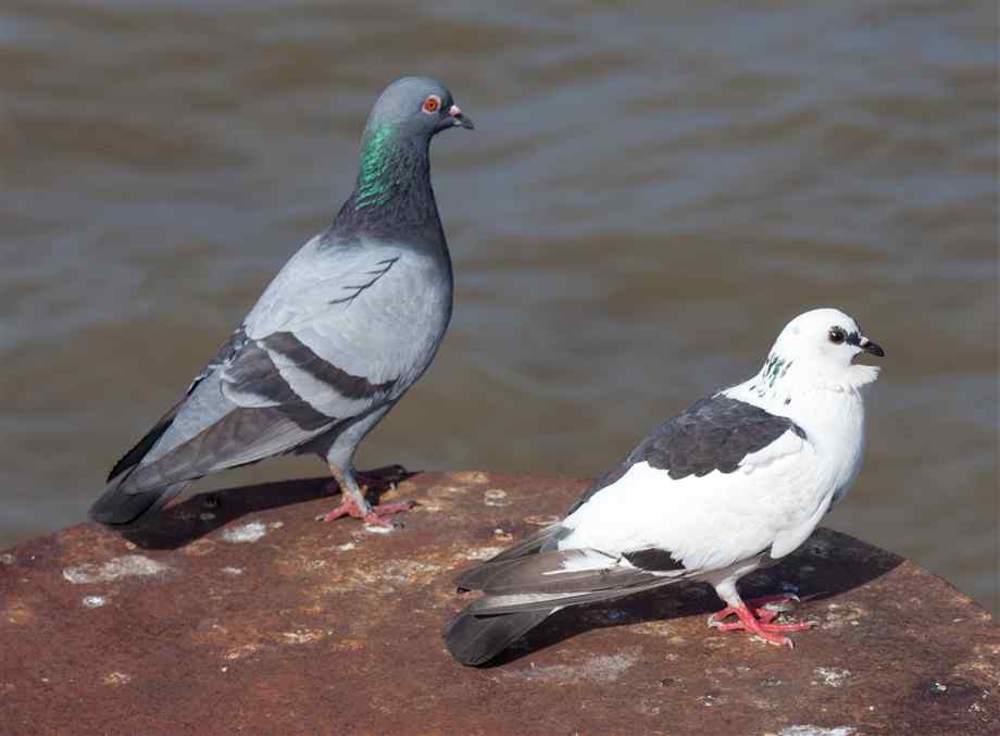 pigeon1.jpg