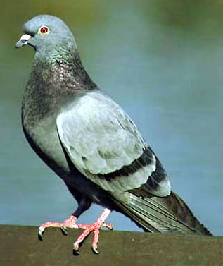 pigeon2.jpg