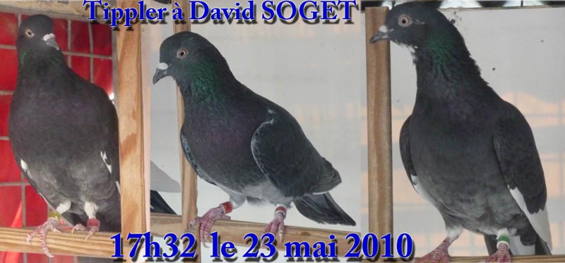 tippler-d-soget-17h32-23-05-2010
